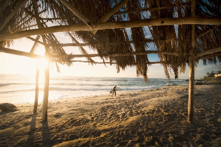 Beach sea coast tree Photo