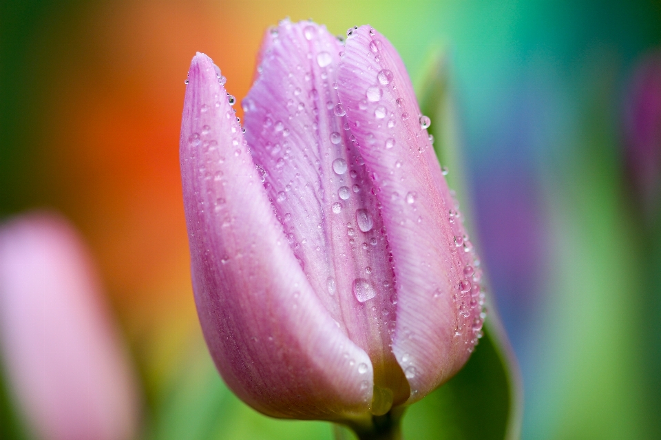 Nature blossom dew plant