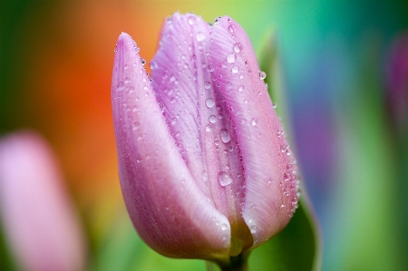 Nature blossom dew plant Photo