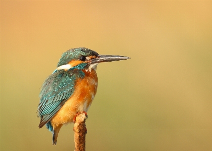 Photo Nature oiseau aile animal