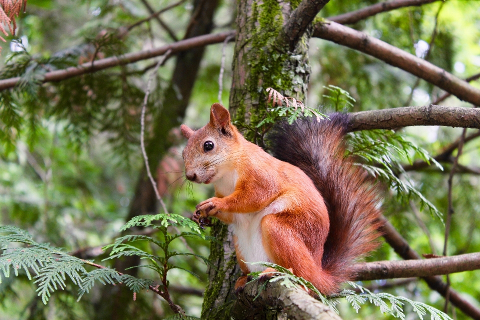 Drzewo natura las oddział