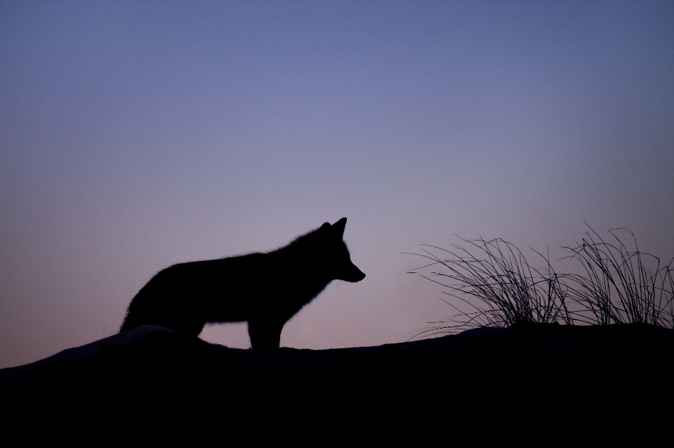 Landscape nature silhouette light