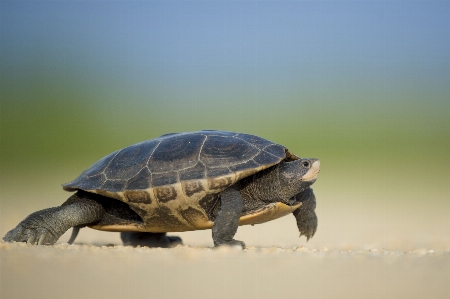 Water nature blur animal Photo