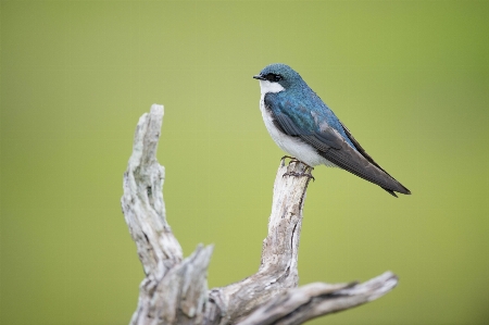 Photo Nature bifurquer oiseau aile