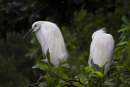 Foto Naturaleza pájaro ala fauna silvestre