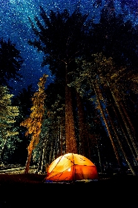 Tree forest light sky Photo