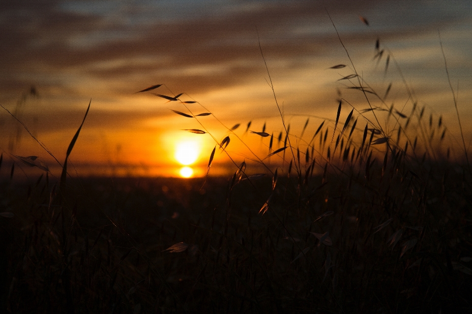 Nature herbe horizon lumière