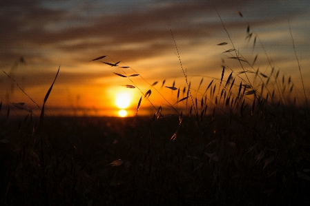 Nature grass horizon light Photo