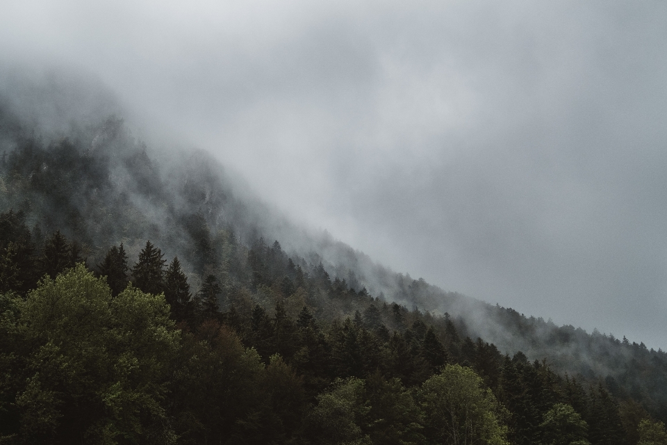 Paesaggio albero natura foresta