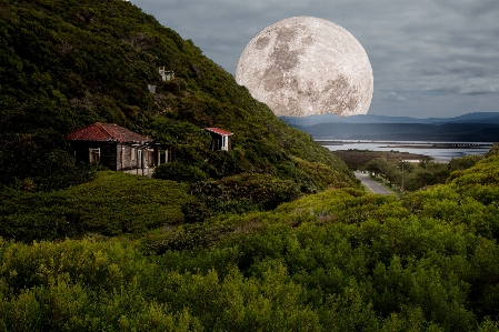 Landscape sea coast tree Photo