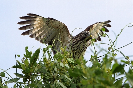 Tree nature branch bird Photo