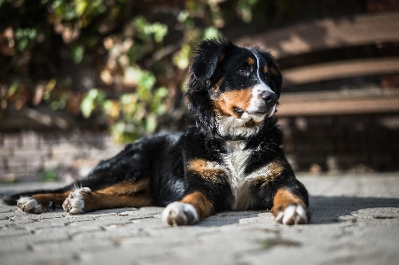 Foto Anak anjing satwa imut-imut