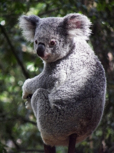 Photo Doux animal faune mammifère