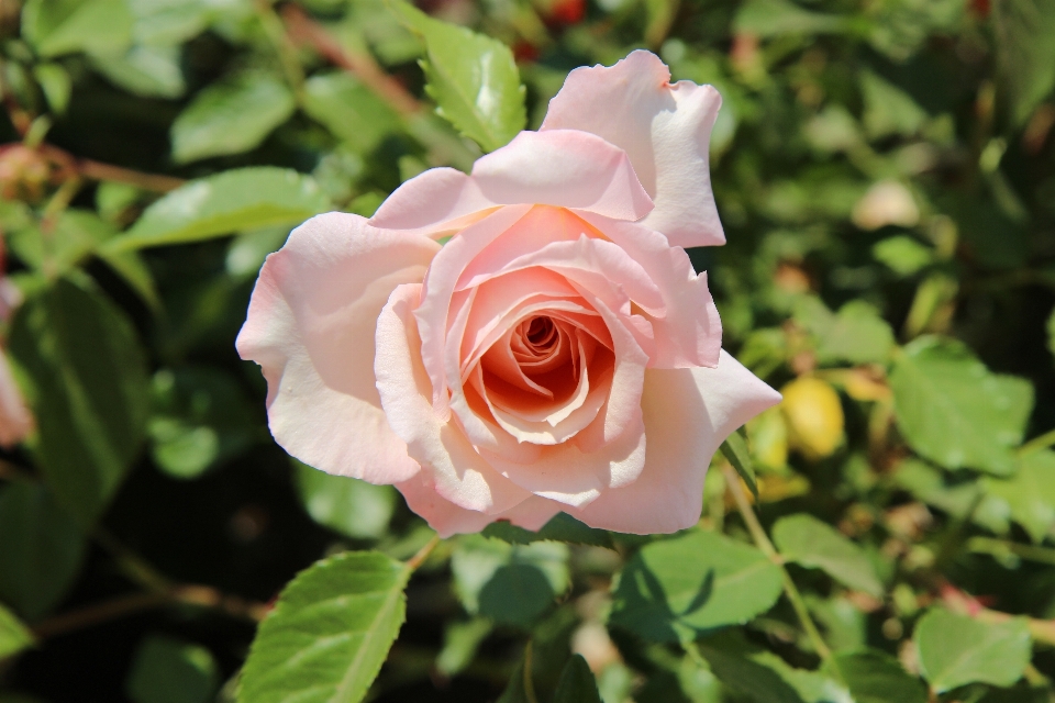 Natur blüte anlage blume