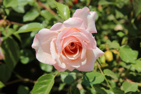 自然 花 植物 花弁 写真