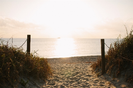 Beach sea coast grass Photo