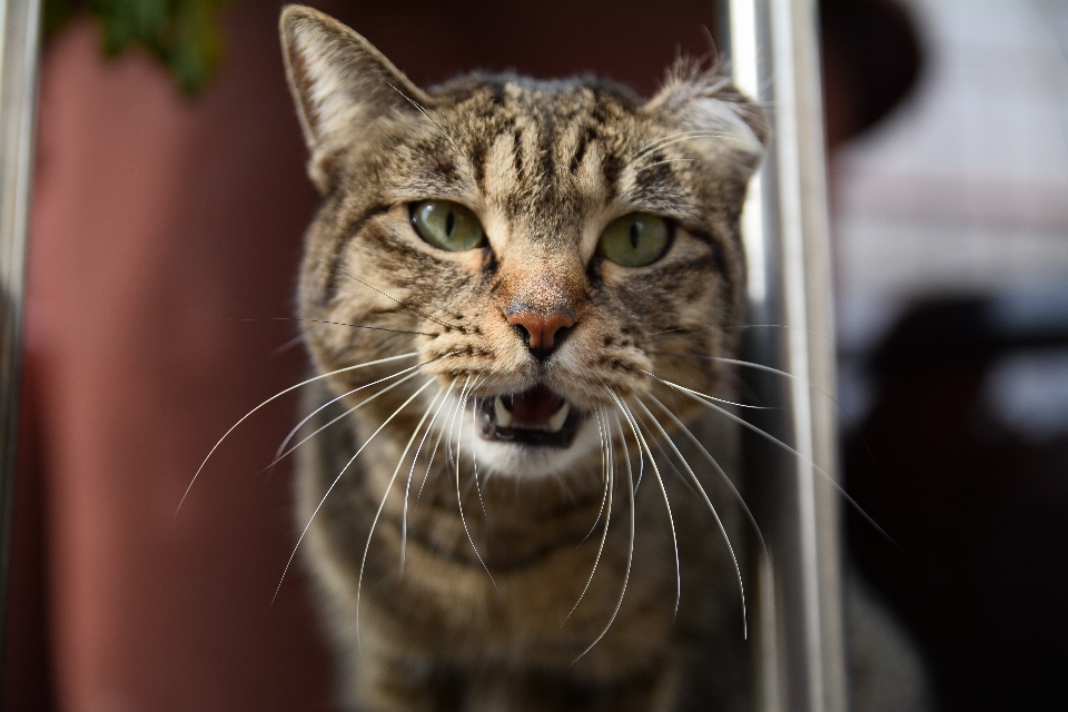 Rua animal gato mamífero