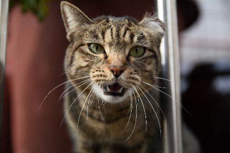 街道 动物 猫 哺乳动物 照片