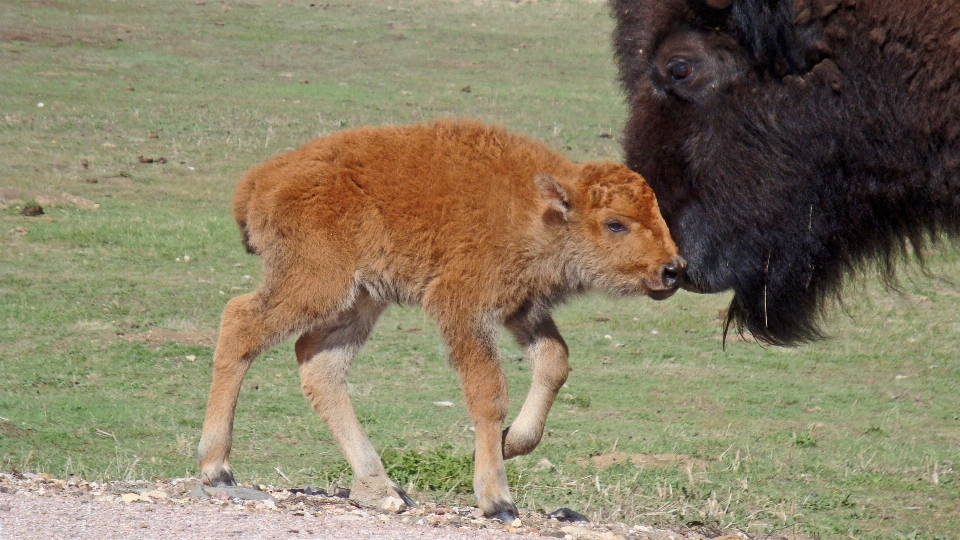 Nature faune troupeau pâturage
