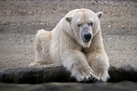 濡れた 動物 クマ 野生動物 写真