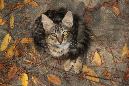 Photo Animal de compagnie chaton chat tigré
