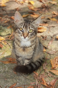 Foto Animais selvagens bicho de estimação gatinho gato