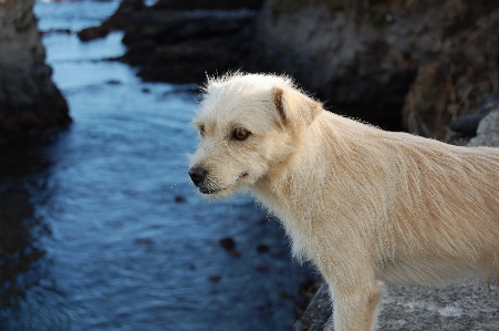 Foto Cachorro perro mamífero perdiguero de oro
