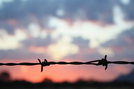 Nature branch fence barbed wire Photo