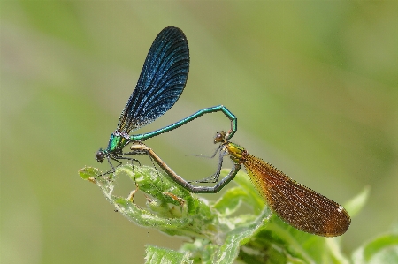 Nature wing photography flower Photo