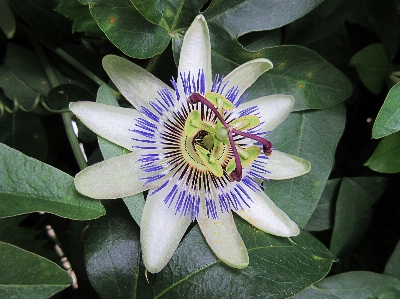 Nature plant star flower Photo