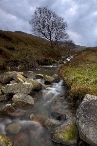 Landscape sea coast tree Photo