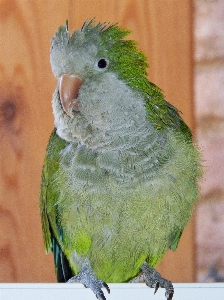 Bird wing pet green Photo