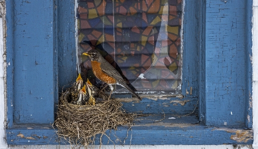 Nature winter bird window Photo