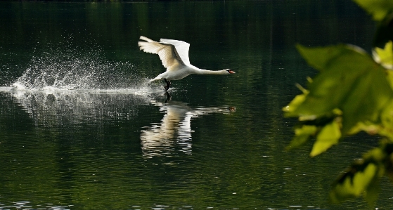 Foto Acqua natura uccello animali selvatici