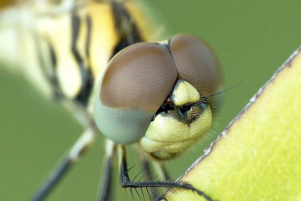 Natur flügel fotografie blatt