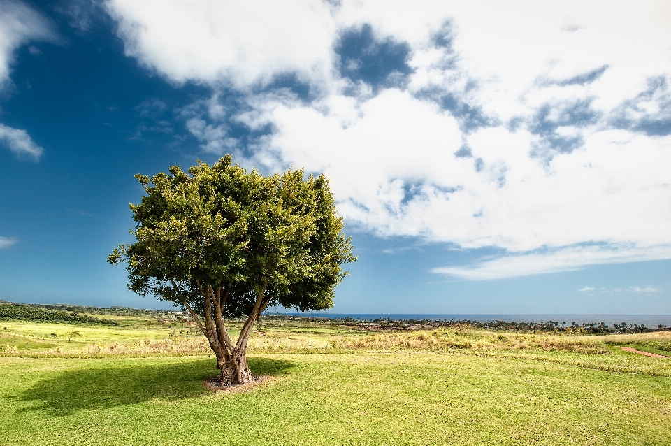 Landschaft baum natur gras