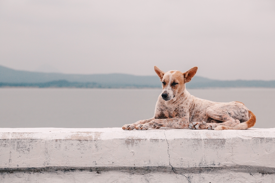 Laut air anjing satwa