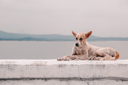 Photo Mer eau chien animal