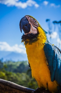 Natur vogel flügel verwischen Foto