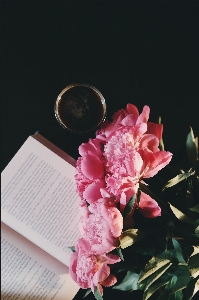 Blossom book coffee plant Photo