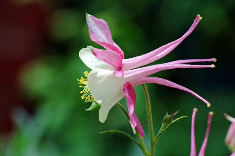 Natur blüte anlage fotografie