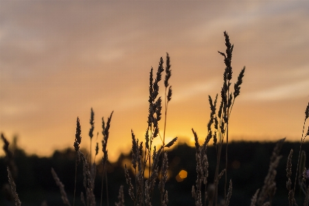 Nature grass horizon bokeh Photo