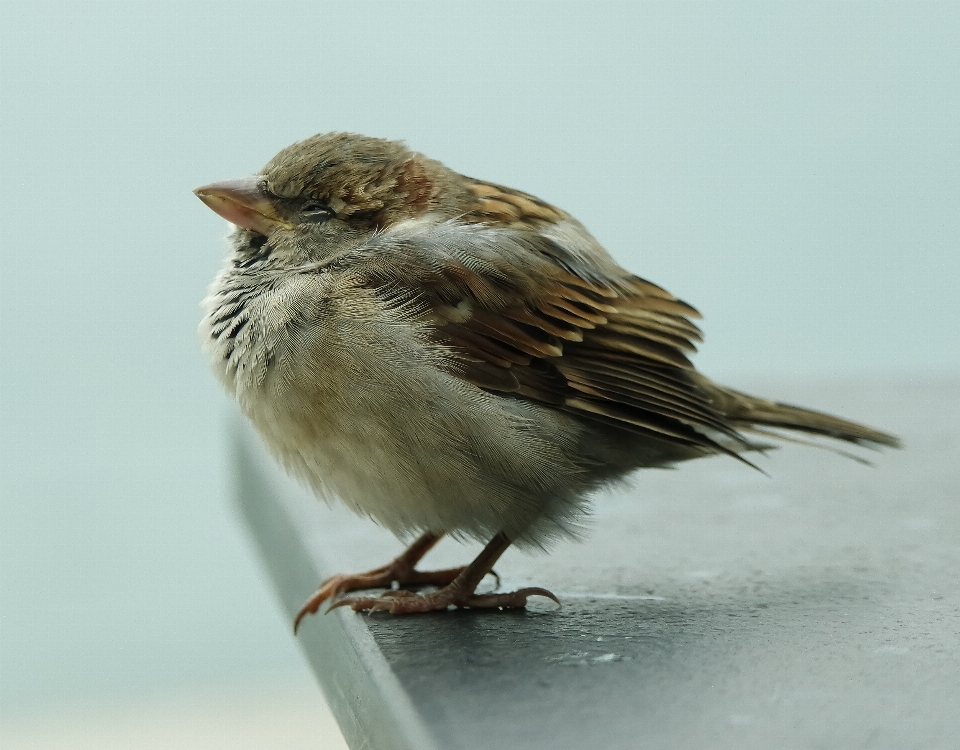 Burung sayap satwa margasatwa