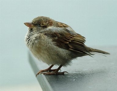 Foto Uccello ala animale animali selvatici