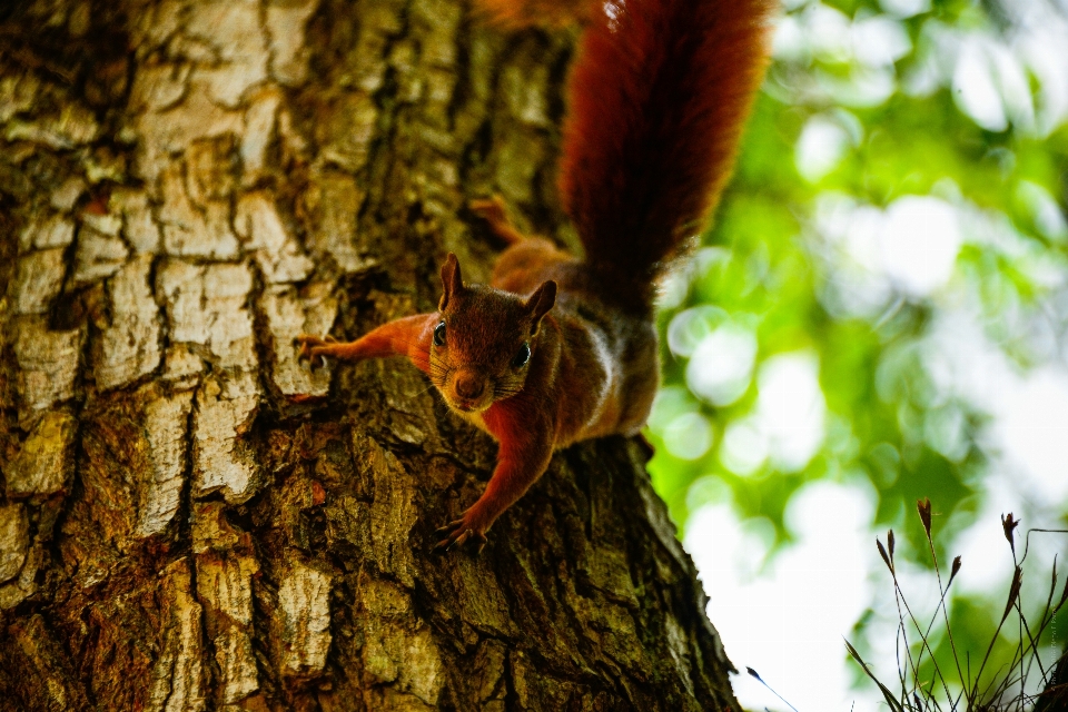 Tree nature forest branch