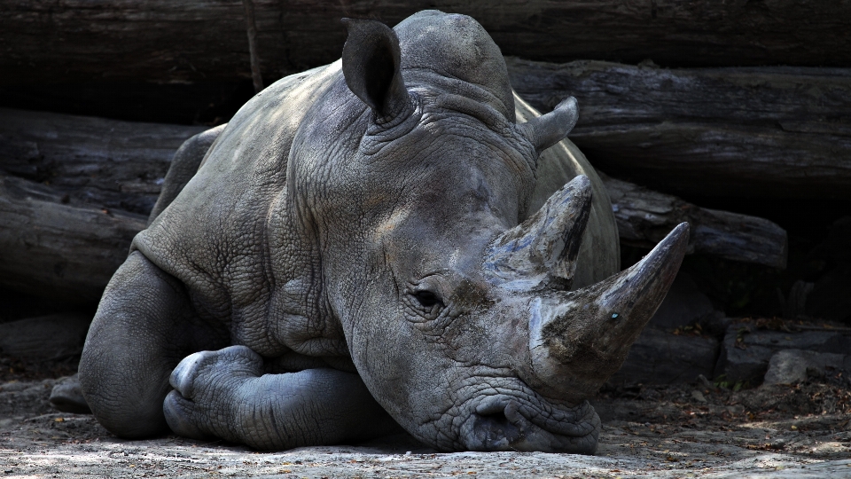 Tier erholung tierwelt wild