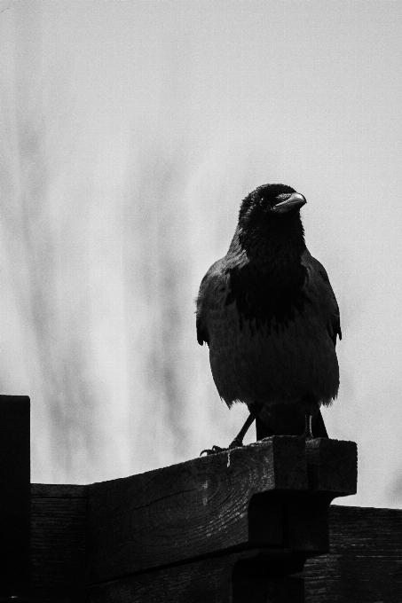 Bayangan hitam burung dan putih
 putih