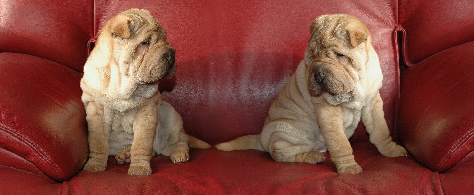 Cachorro perro mamífero sofá