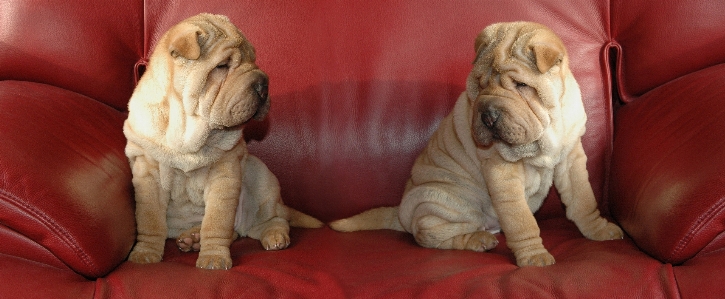 Puppy dog mammal couch Photo