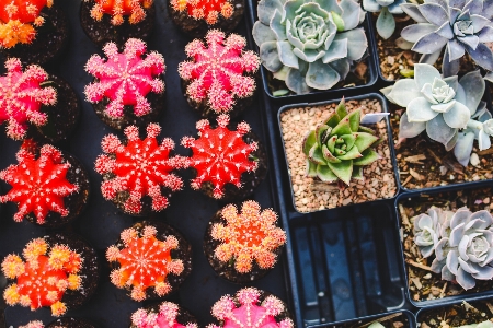 植物 花 花弁 パターン 写真